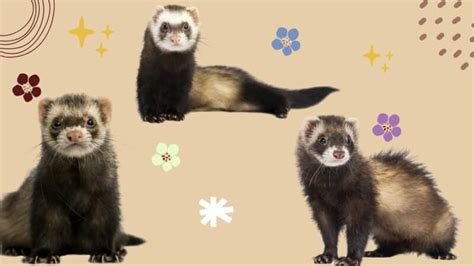 Should I Get A Male Or Female Ferret