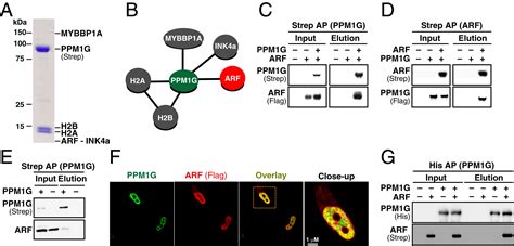 The Arf Tumor Suppressor Targets Ppm1gpp2cγ To Counteract Nf κb