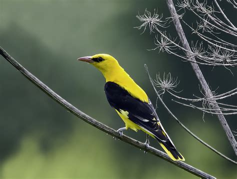 Eurasian Golden Oriole Avifauna Of Barquedo · Inaturalist