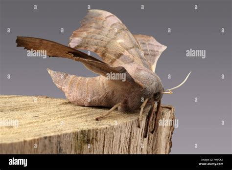 Poplar Hawk Moth Stock Photo Alamy