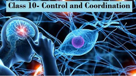 Ncert Class 10 Science Solutions Control And Coordination Pdf