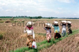 PANEN PADI DI KARAWANG DATATEMPO