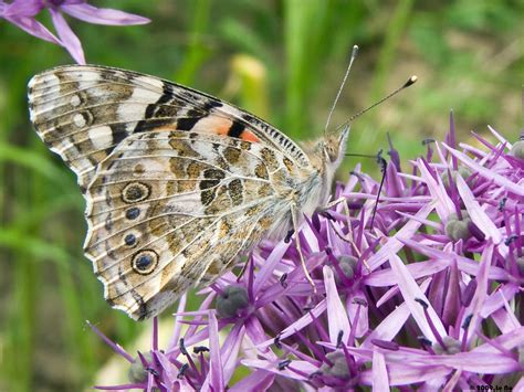 Belle Dame Vanessa Cardui Sur L Allium Yvan Flickr