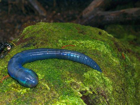 Justdreaminparadise Blue Worms And Blue Snakes