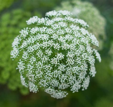 Ammi Visnaga Casablanca Snowy Queen Annes Lace Seedscape