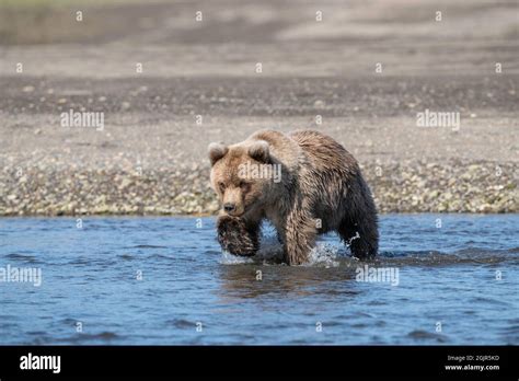 Alaskan Coastal Brown Bear Stock Photo - Alamy