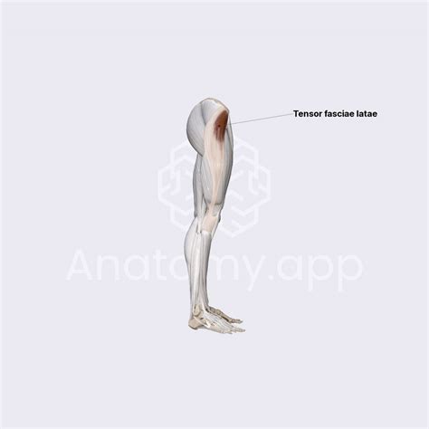 Muscles Of Hip Region Tensor Fasciae Latae Media Library Anatomyapp Learn Anatomy 3d