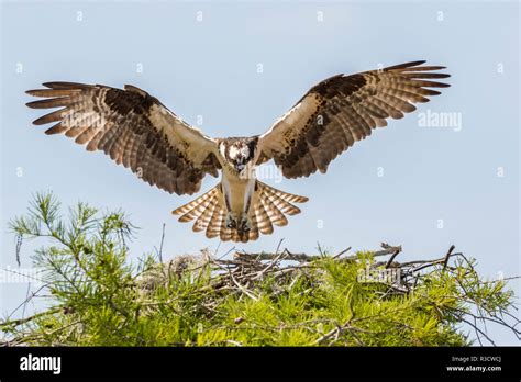 USA Louisiana Atchafalaya National Heritage Area Osprey Landing On