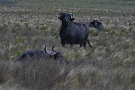 Esp Ce De Buffle D Eau Bubalus Bubalis Introduite En Argentine Province