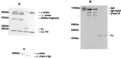 Cleavage Of Human Serum Iga By Puri Fi Ed Proteinases From P