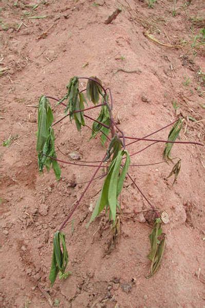 Fusarium Wilt Treatment Control And Prevention Tips