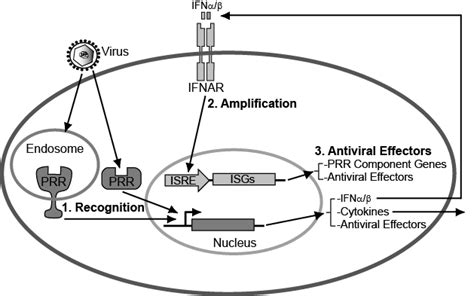 2 Innate Antiviral Signaling Pathways 1 Recognition Innate