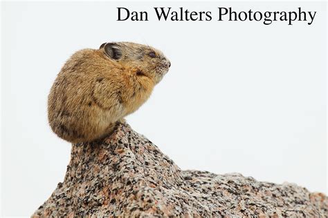 American Pika Mount Evans Colorado Wildlife Photography American