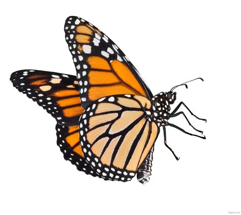 Monarch Butterfly Cartoon