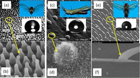 Sem Images Of The Hierarchical Micro Nano Scale Structures Of The