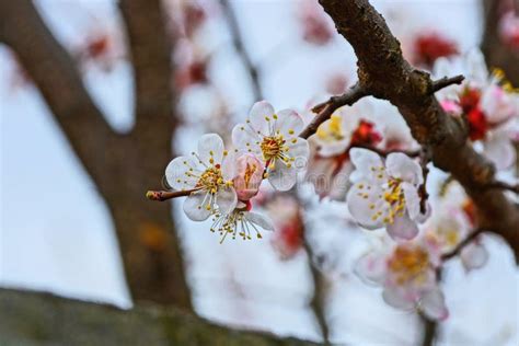 Petites Fleurs Blanches Sur Une Branche Dun Arbre Photo Stock Image