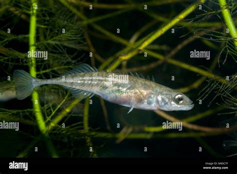 Stickleback fish hi-res stock photography and images - Alamy