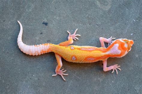 Meine Leopardgecko Weibchen Leos Im Rheingau Leopardgecko Gecko