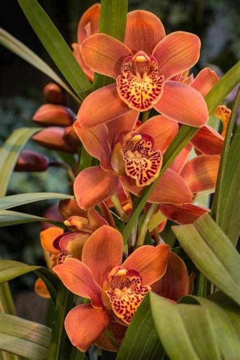 Pin On Orquideas Cymbidium