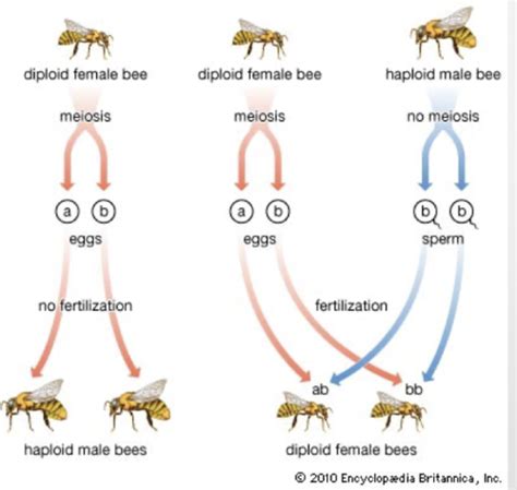 Chapter 49 Basics Of Sexual And Asexual Reproduction Flashcards Quizlet