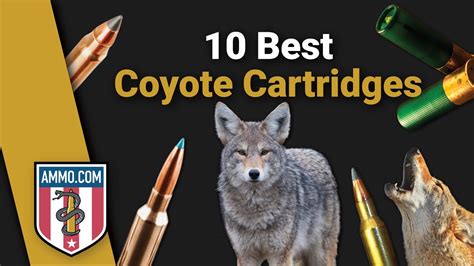 The Best Coyote Hunting Cartridges Youtube