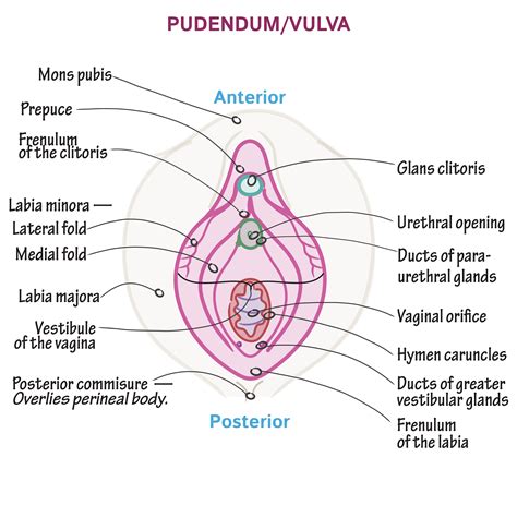 Gross Anatomy Glossary Superficial Perineal Pouch Pudendum Female