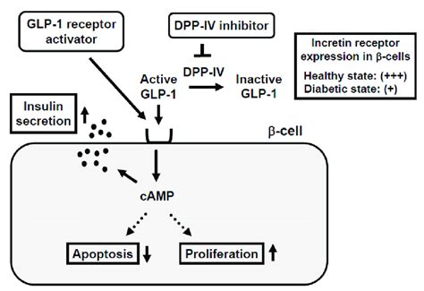 Mechanism of action of incretin and incretin-based agents in pancreatic ...