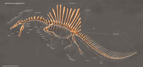 Spinosaurus Aegyptiacus Skeleton Study - Rushelle Kucala Art