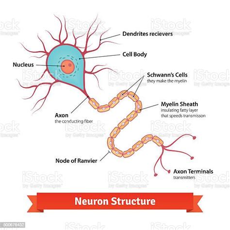 뇌 뉴런 세포 다이어그램 신경세포에 대한 스톡 벡터 아트 및 기타 이미지 신경세포 조울증 조직 Istock