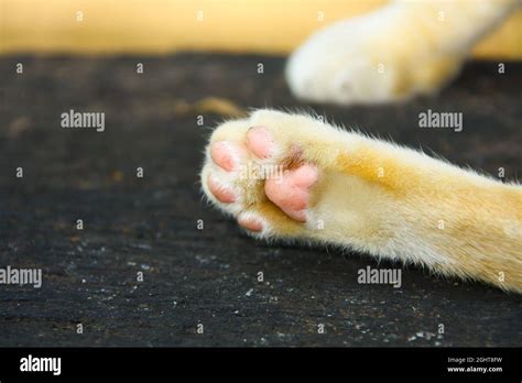 Close Up Photo Of Cats Leg With Blurred Background Stock Photo Alamy