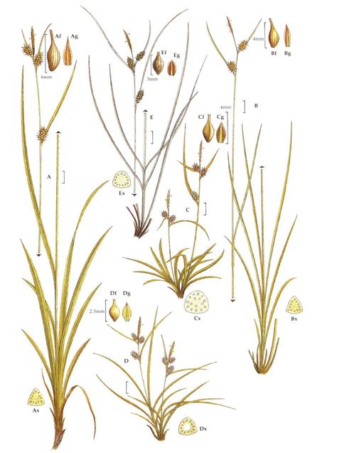 Colour Identification Guide To The Grasses Sedges Rushes And Ferns Of The British Isles And