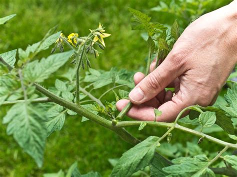 How To Prune Tomato Plants In Pots 2 Simple Tips Vilee