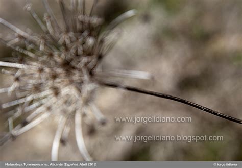 Jorge Lidiano Photography Fotografías Naturaleza