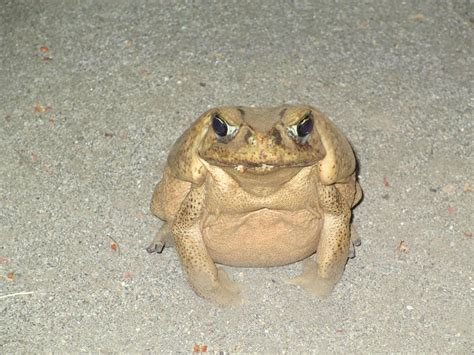 All Glory To The Hypnotoad Imgur