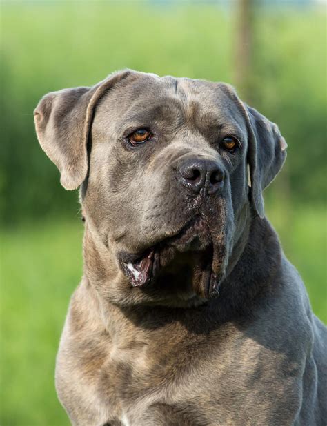 Cane Corso Mast N Italiano Caracter Sticas Precio Y Raza