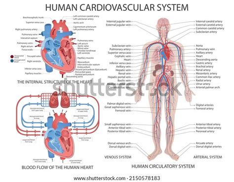 Human Circulatory System Diagram Labeled