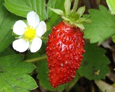 Poziomka Pospolita Aleksandria Fragaria Vesca Sadzonka W Pojemniku P