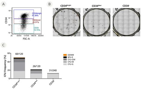 Sources Of Hematopoietic Stem And Progenitor Cells Stemcell Technologies