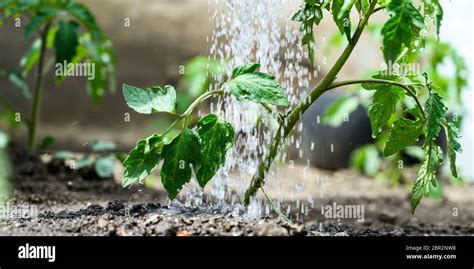 Watering Seedling Tomato Plant In Greenhouse Garden With Red Watering