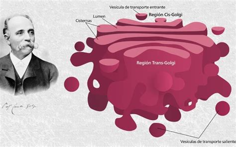 Qu Es El Aparato De Golgi Y Cu L Es Su Funci N Cu Datecv