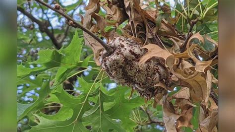 Gall infestations could kill oak trees if left untreated | Oak tree ...