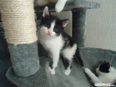 Donne Chatons Blanc Et Noir Haute Garonne Gratuit Sur Animoz Net