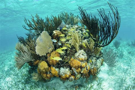 A Colorful Coral Reef Full Photograph By Ethan Daniels Fine Art America