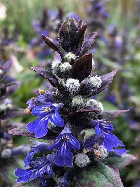 Ajuga Reptans Jungle Beauty Wychwood Tasmania