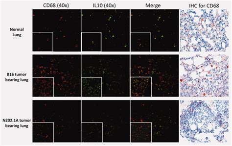 Anti‐tumor Activity Of Cpg‐odn Aerosol In Mouse Lung Metastases