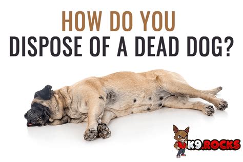 How To Properly Dispose Of Dead Dog At Grace Vanessa Blog