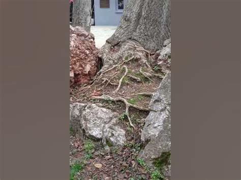 ЕКЗОТІКА У МІСТІ ВЗИМКУ!😃🌳😍 - YouTube