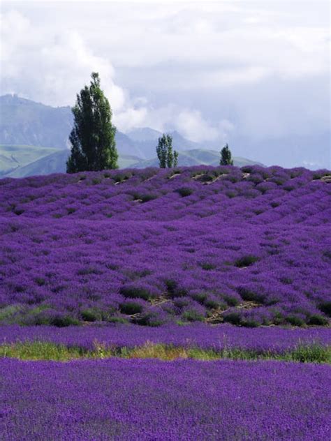 Fields Of Flowers Photos, Download The BEST Free Fields Of Flowers Stock Photos & HD Images