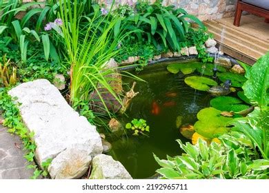 Home Pond Ecosystem Plants Home Pond Stock Photo 2192965711 | Shutterstock