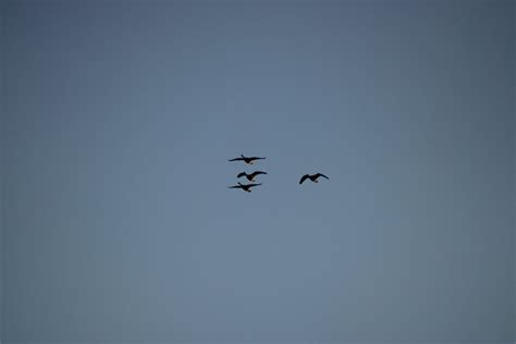 Beautiful sunset with geese flying in v-formation : r/MostBeautiful